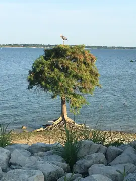 The Lots at Lake Lavon photo 2
