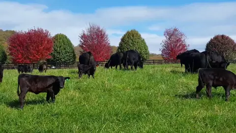 Walnut Hollow Ranch - Premium Black Angus Beef photo 2