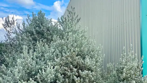 Lake Corpus Christi Storage in Sandia, TX