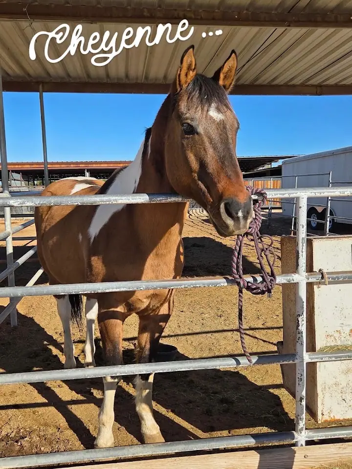 CCRV & Equine, RV storage in Phoenix