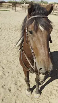 CCRV & Equine photo 3