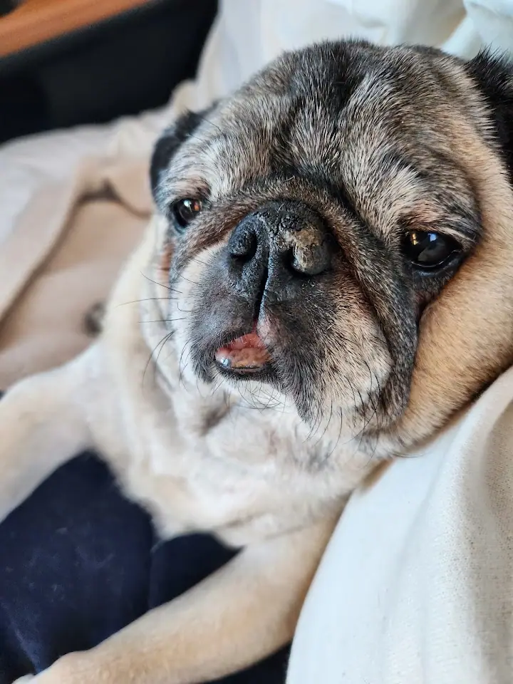 Chunky Pug Boat RV Storage, RV storage in Hartwell