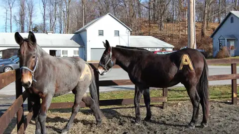 West Point FMWR Morgan Farm Riding Stables and Kennel in Highland Falls, NY