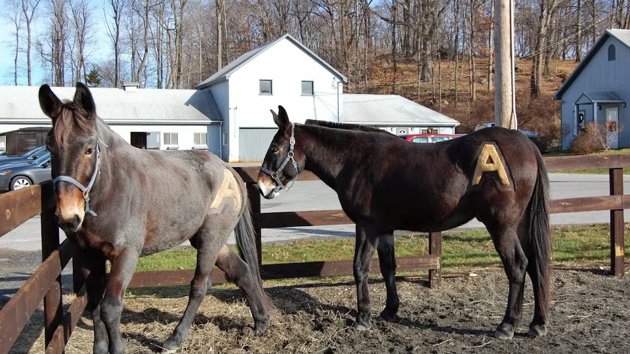 West Point FMWR Morgan Farm Riding Stables and Kennel, RV storage in Highland Falls
