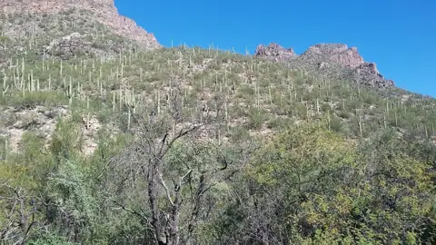 Sabino Canyon Self Storage photo 3
