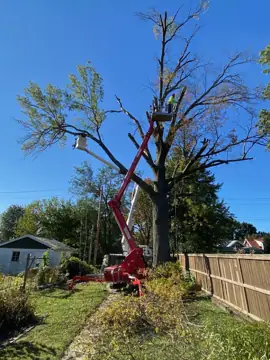 STL Tree Services in St Charles, MO