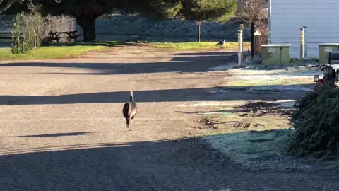 Sequoia RV Park photo 2